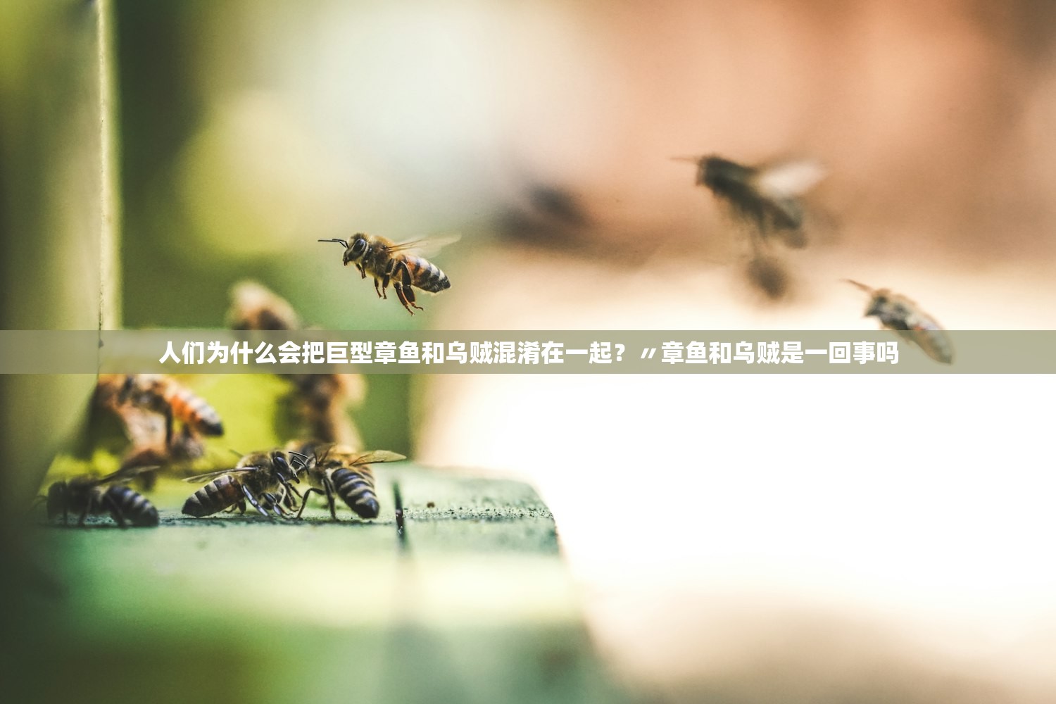 人们为什么会把巨型章鱼和乌贼混淆在一起?〃章鱼和乌贼是一回事吗 人们为什么会把巨型章鱼和乌贼混淆在一起?〃章鱼和乌贼是一回事吗
