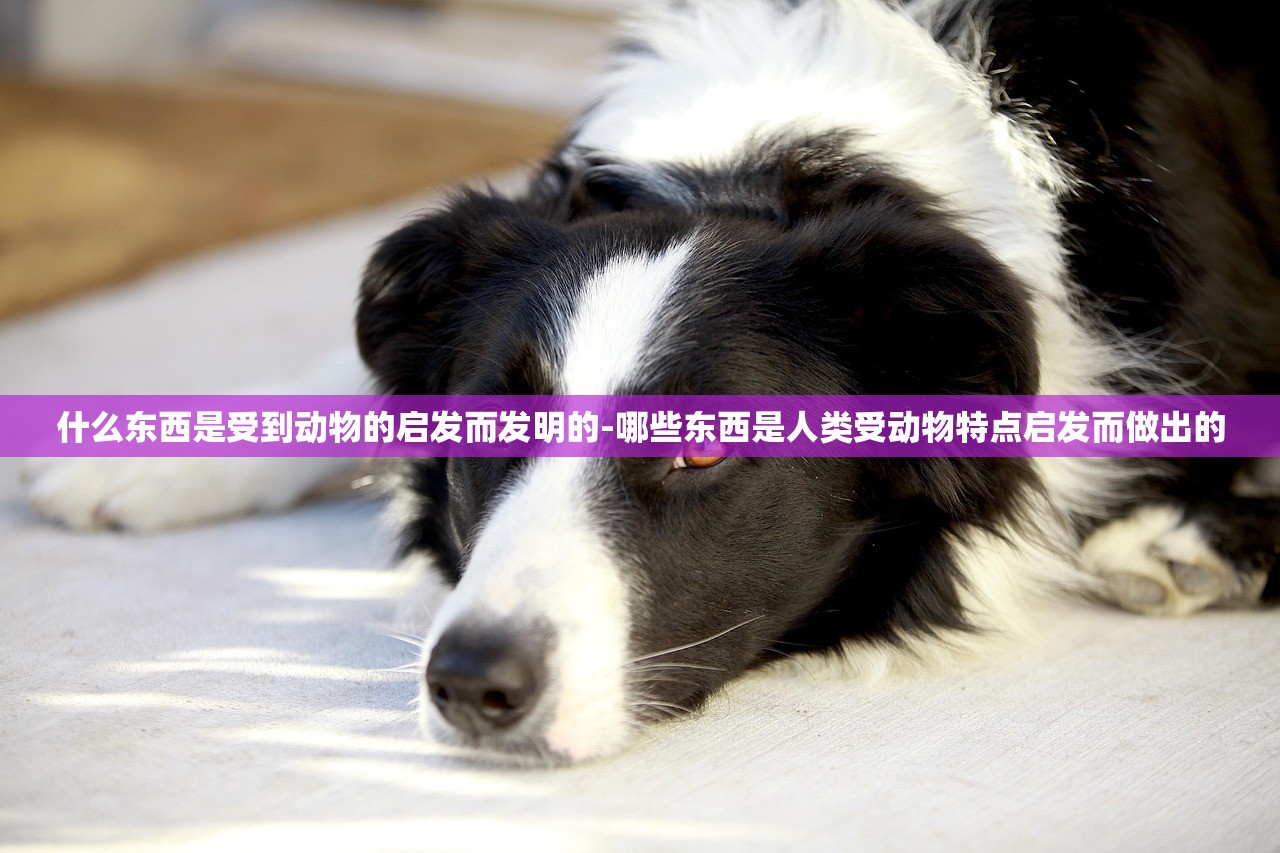 什么东西是受到动物的启发而发明的-哪些东西是人类受动物特点启发而做出的 什么东西是受到动物的启发而发明的-哪些东西是人类受动物特点启发而做出的
