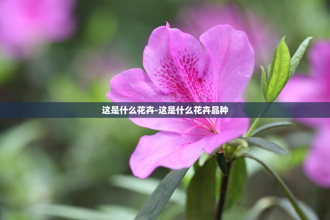 这是什么花卉-这是什么花卉品种
