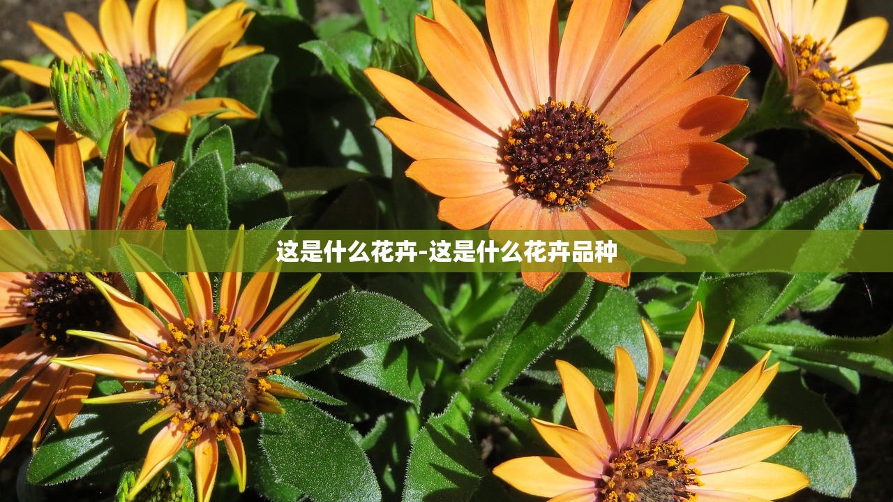 这是什么花卉-这是什么花卉品种