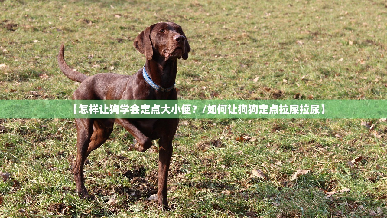 【怎样让狗学会定点大小便?/如何让狗狗定点拉屎拉尿】 【怎样让狗学会定点大小便?/如何让狗狗定点拉屎拉尿】