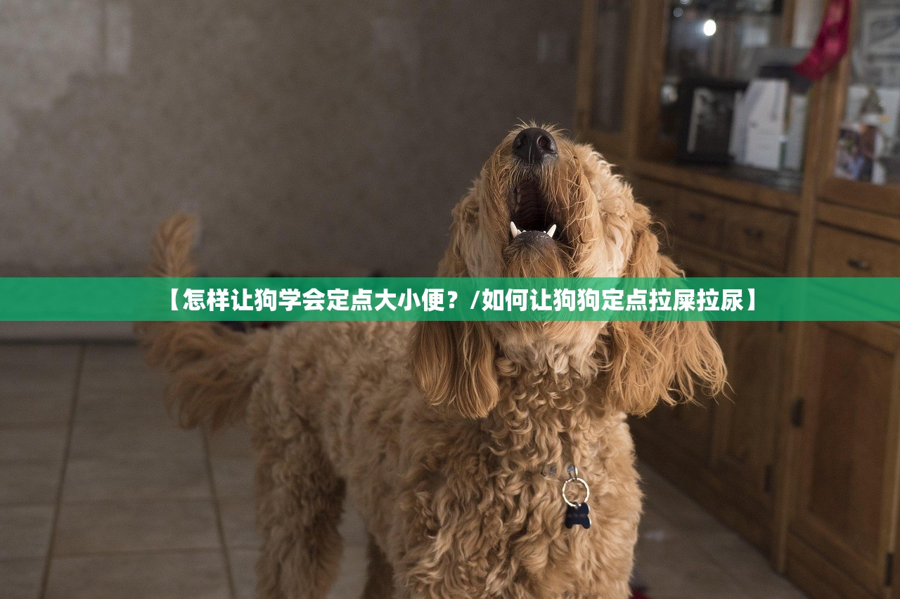 【怎样让狗学会定点大小便?/如何让狗狗定点拉屎拉尿】 【怎样让狗学会定点大小便?/如何让狗狗定点拉屎拉尿】