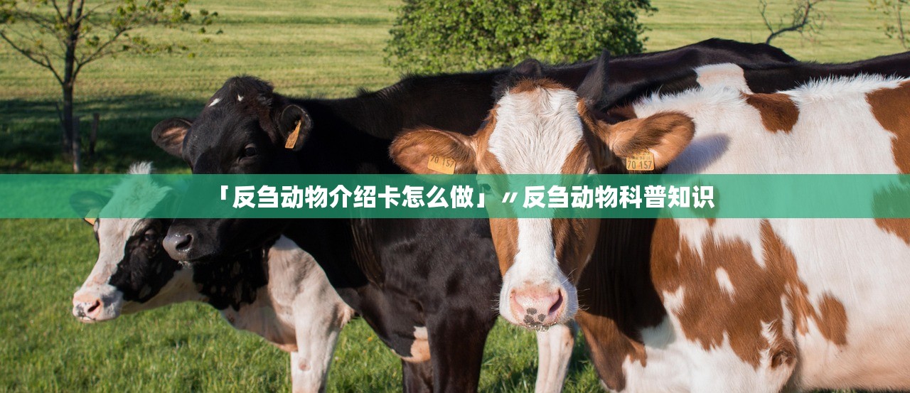 「反刍动物介绍卡怎么做」〃反刍动物科普知识