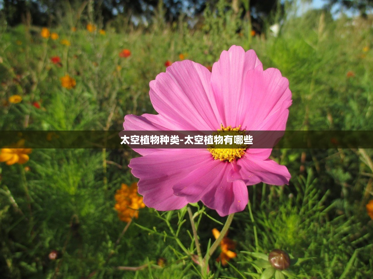 太空植物种类-太空植物有哪些