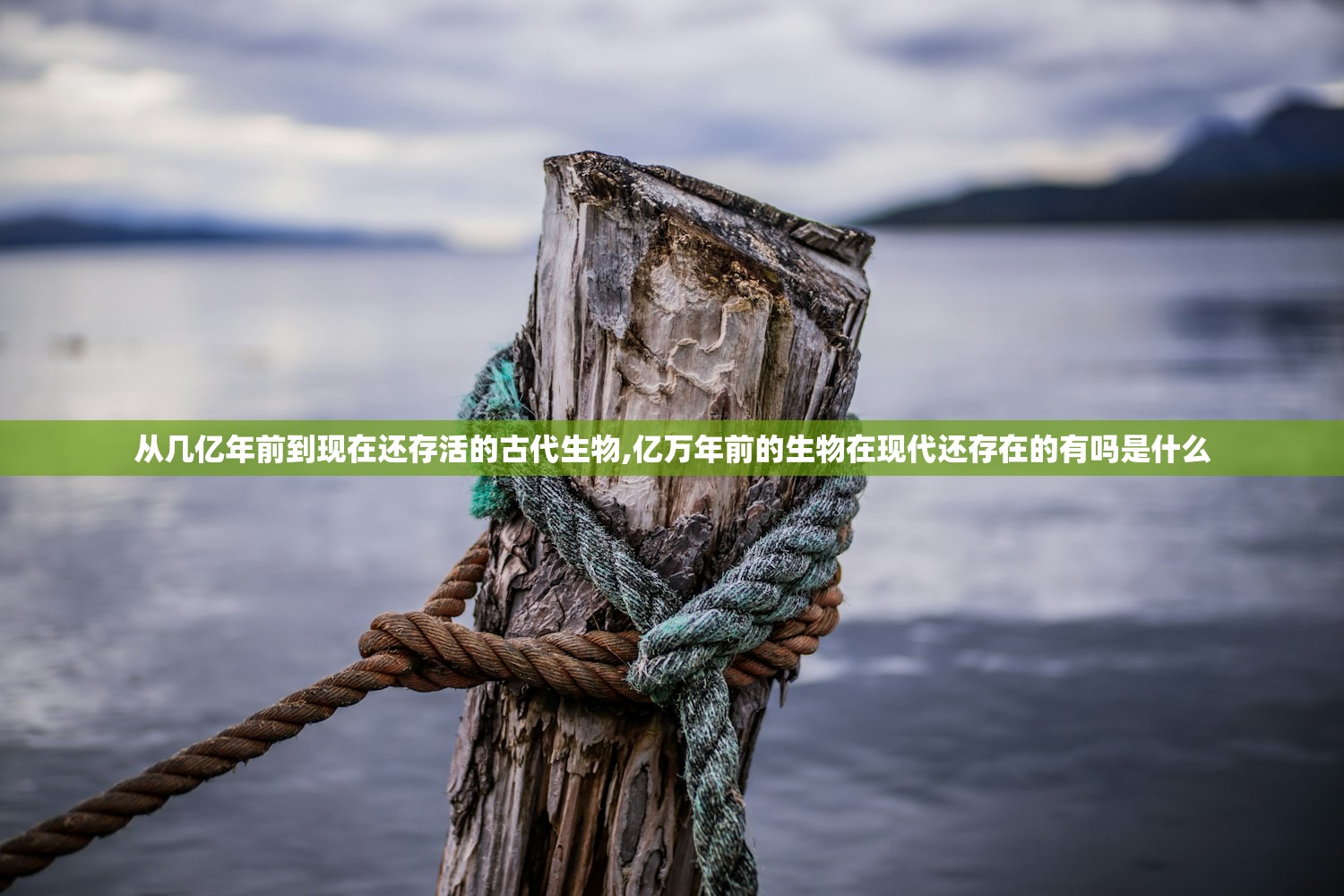 从几亿年前到现在还存活的古代生物,亿万年前的生物在现代还存在的有吗是什么