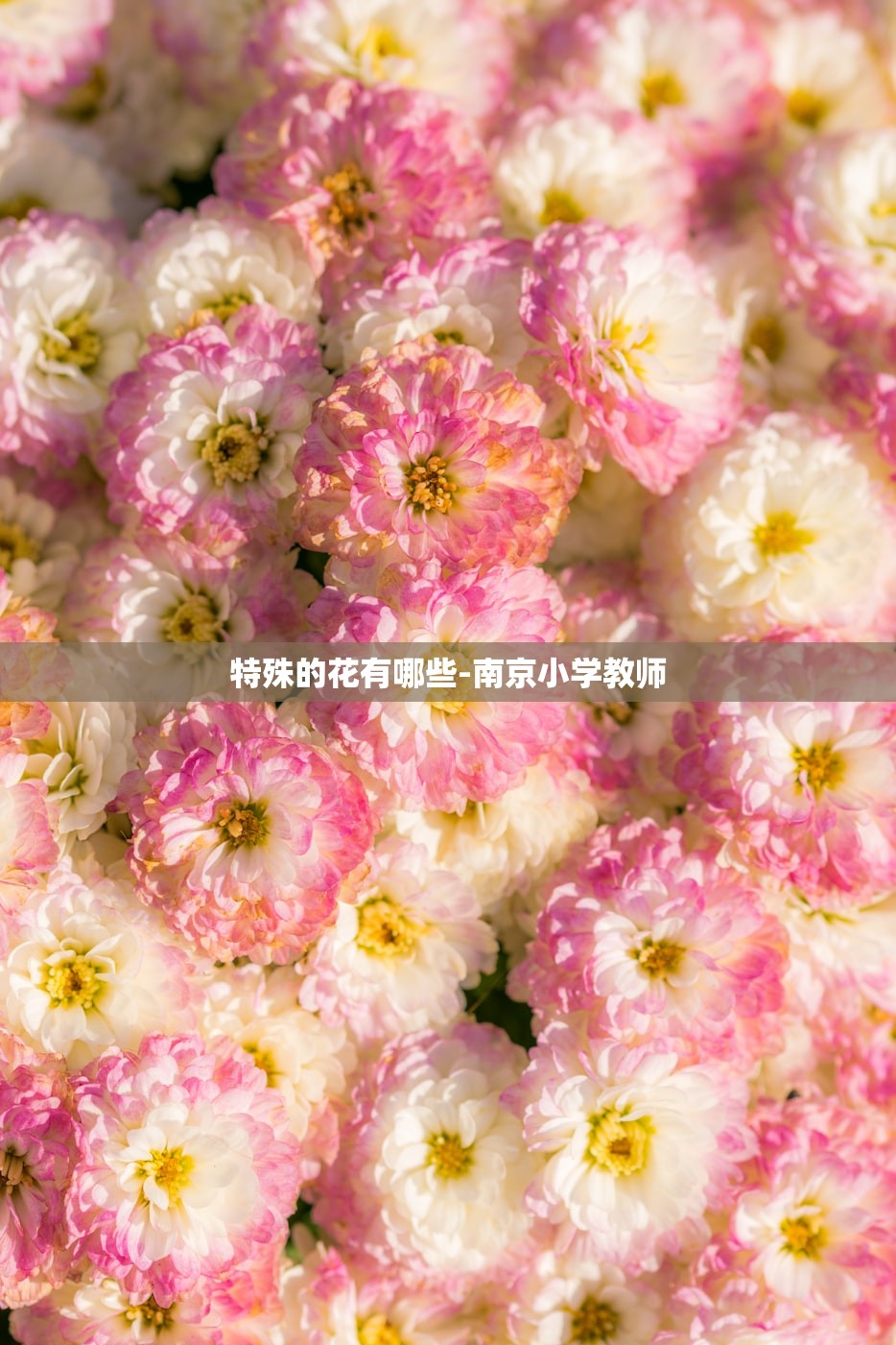 特殊的花有哪些-南京小学教师