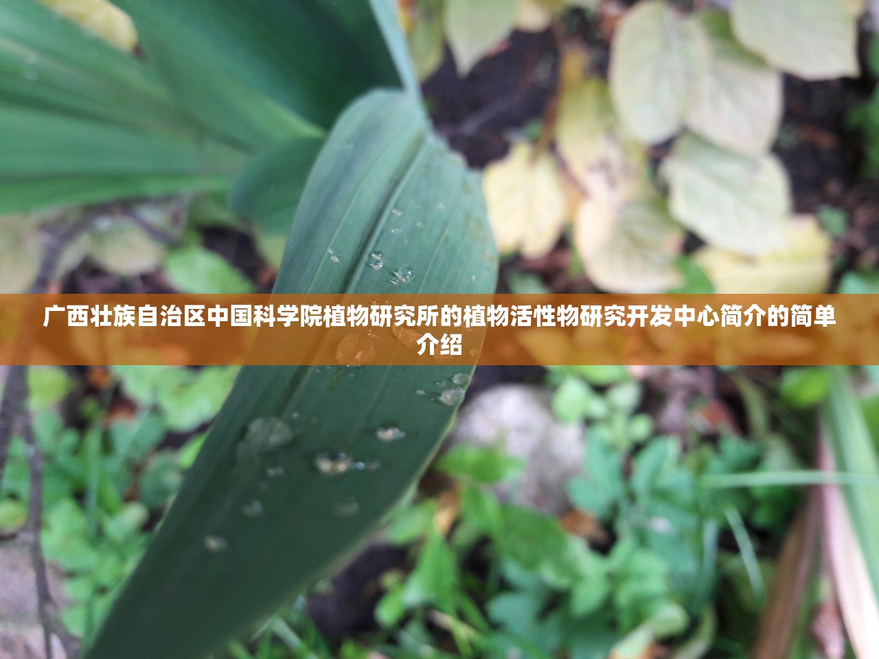 广西壮族自治区中国科学院植物研究所的植物活性物研究开发中心简介的简单介绍