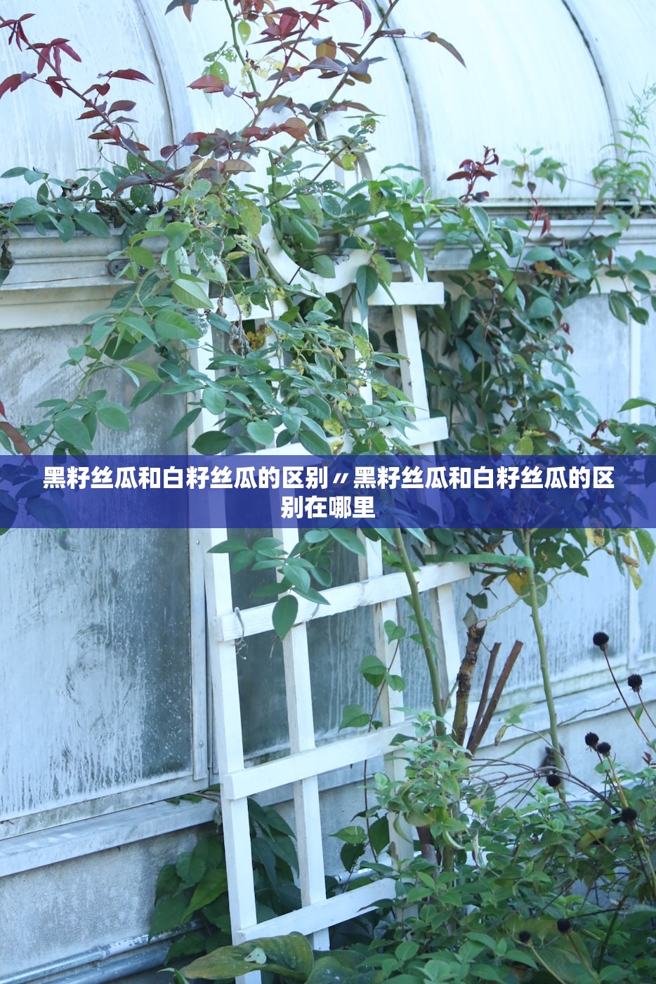 黑籽丝瓜和白籽丝瓜的区别〃黑籽丝瓜和白籽丝瓜的区别在哪里