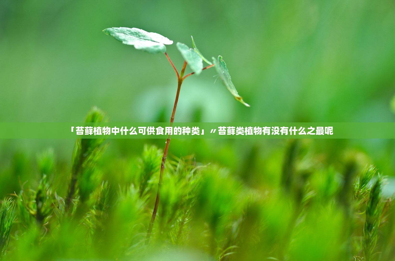 「苔藓植物中什么可供食用的种类」〃苔藓类植物有没有什么之最呢