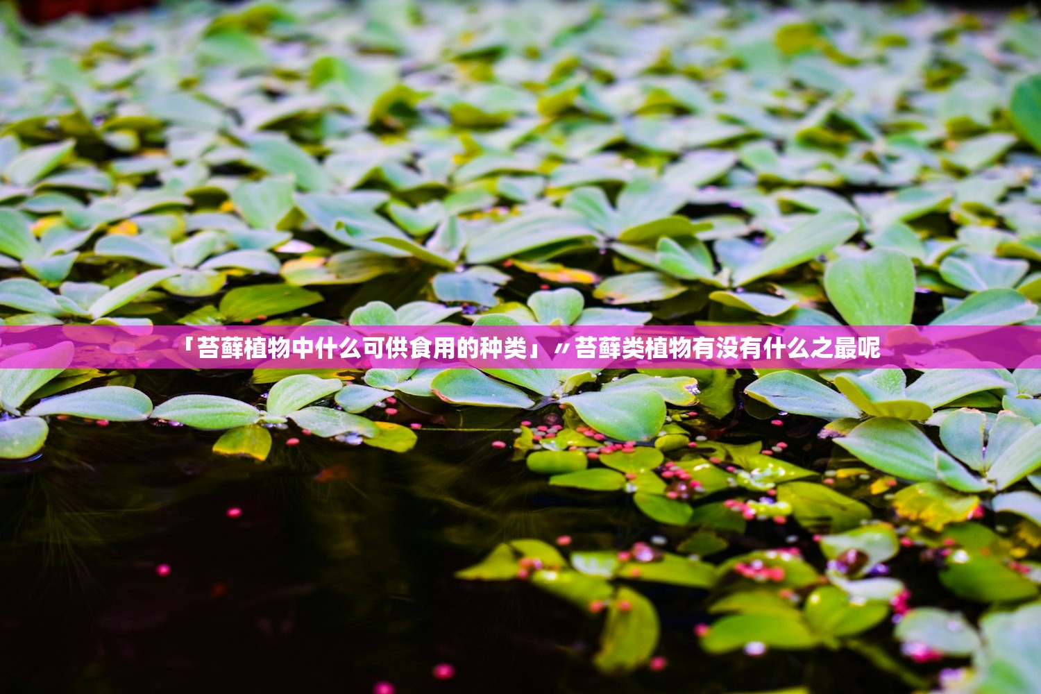「苔藓植物中什么可供食用的种类」〃苔藓类植物有没有什么之最呢