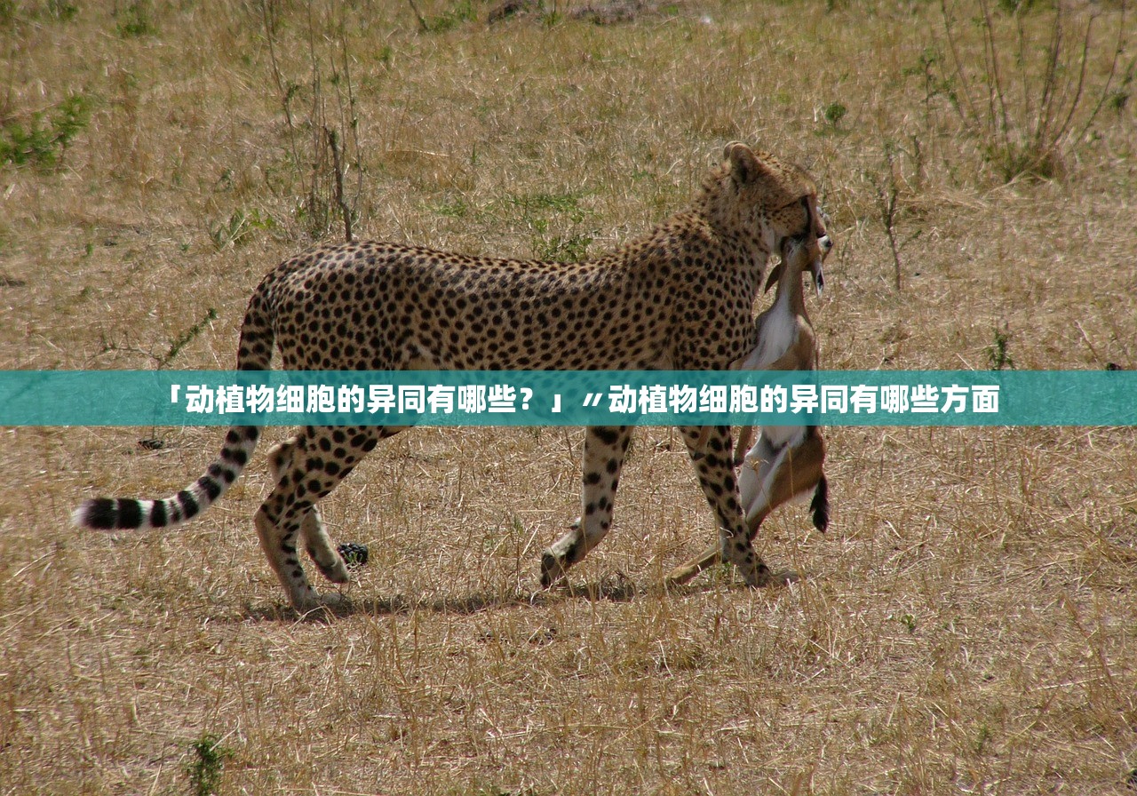 「动植物细胞的异同有哪些？」〃动植物细胞的异同有哪些方面