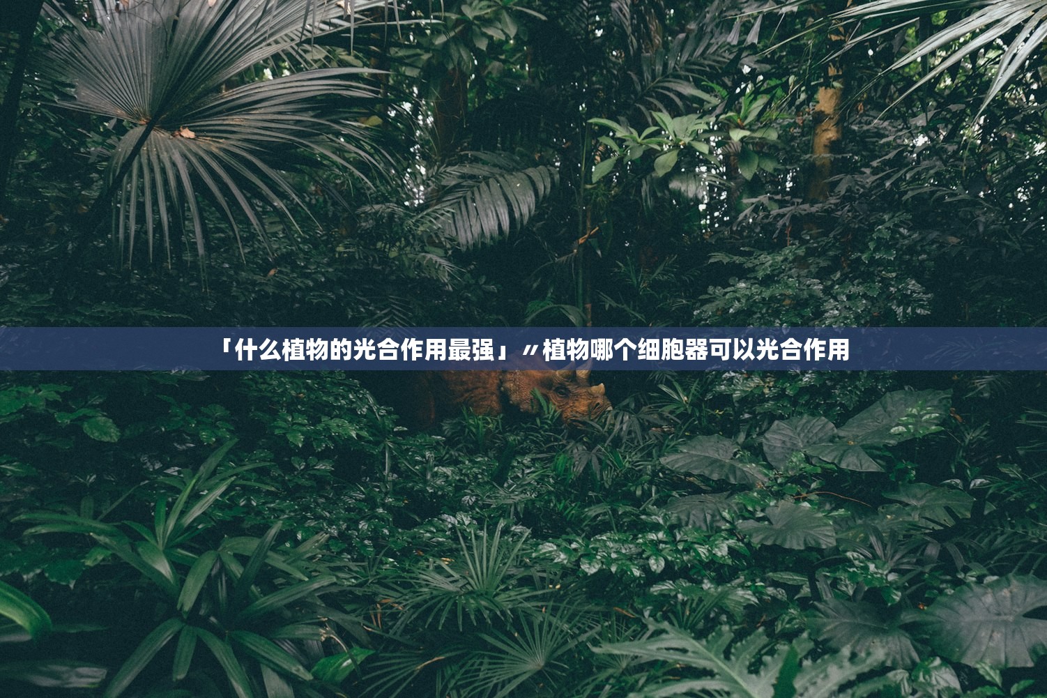 「什么植物的光合作用最强」〃植物哪个细胞器可以光合作用
