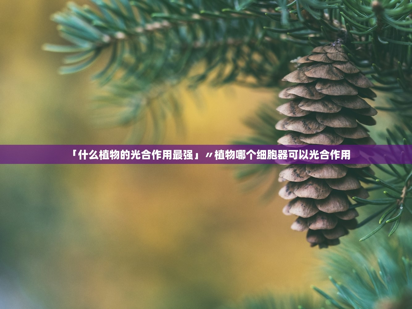 「什么植物的光合作用最强」〃植物哪个细胞器可以光合作用
