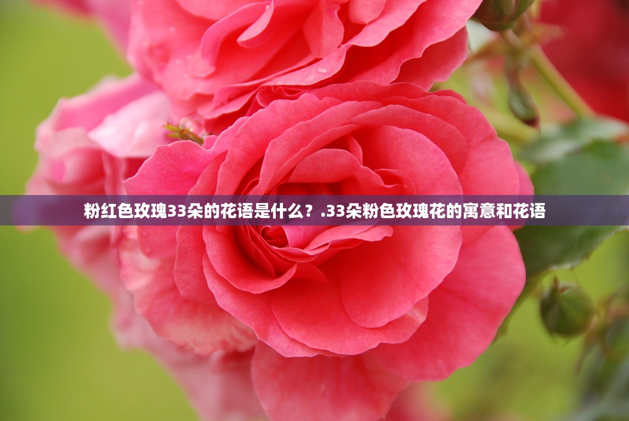 粉红色玫瑰33朵的花语是什么？.33朵粉色玫瑰花的寓意和花语