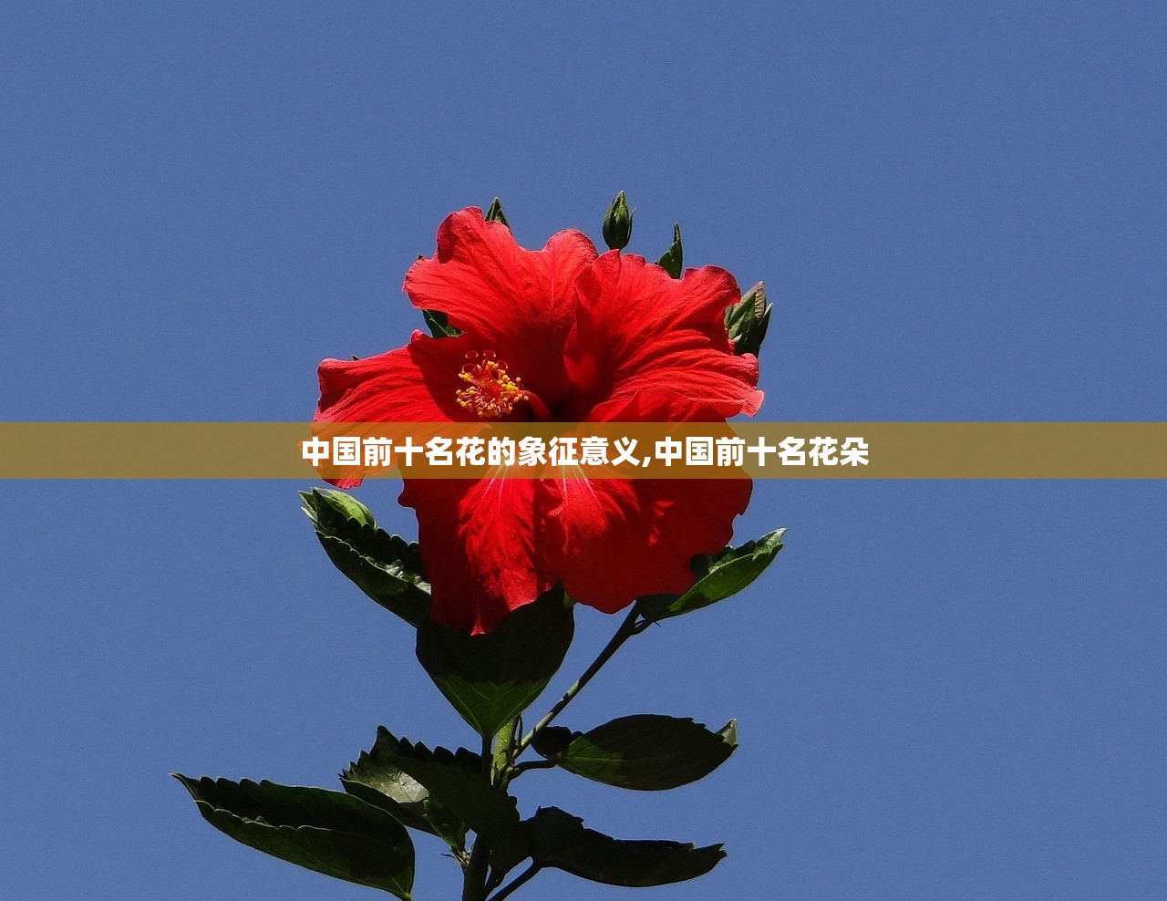 中国前十名花的象征意义,中国前十名花朵 中国前十名花的象征意义,中国前十名花朵