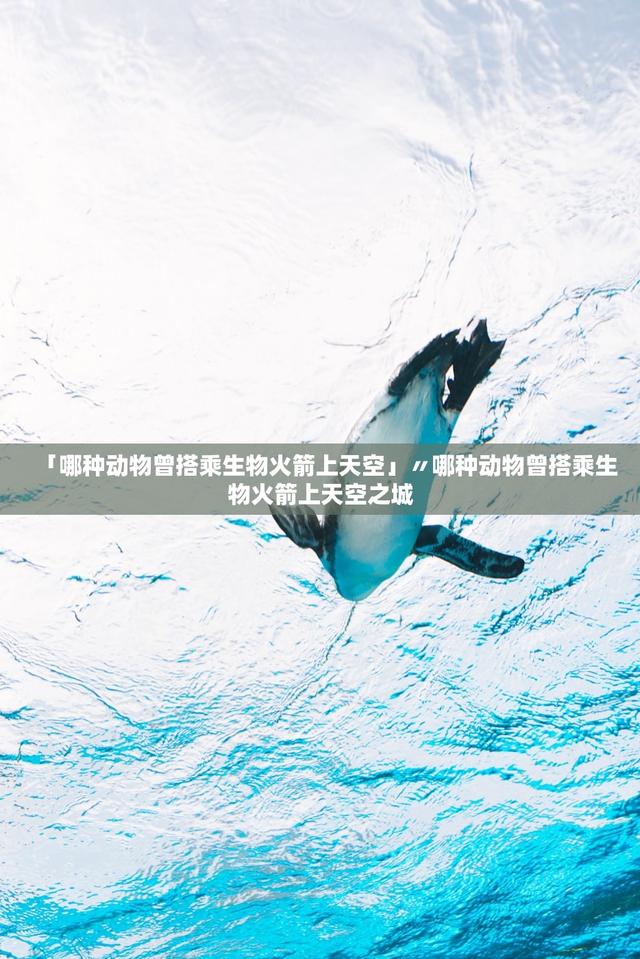 「哪种动物曾搭乘生物火箭上天空」〃哪种动物曾搭乘生物火箭上天空之城 「哪种动物曾搭乘生物火箭上天空」〃哪种动物曾搭乘生物火箭上天空之城
