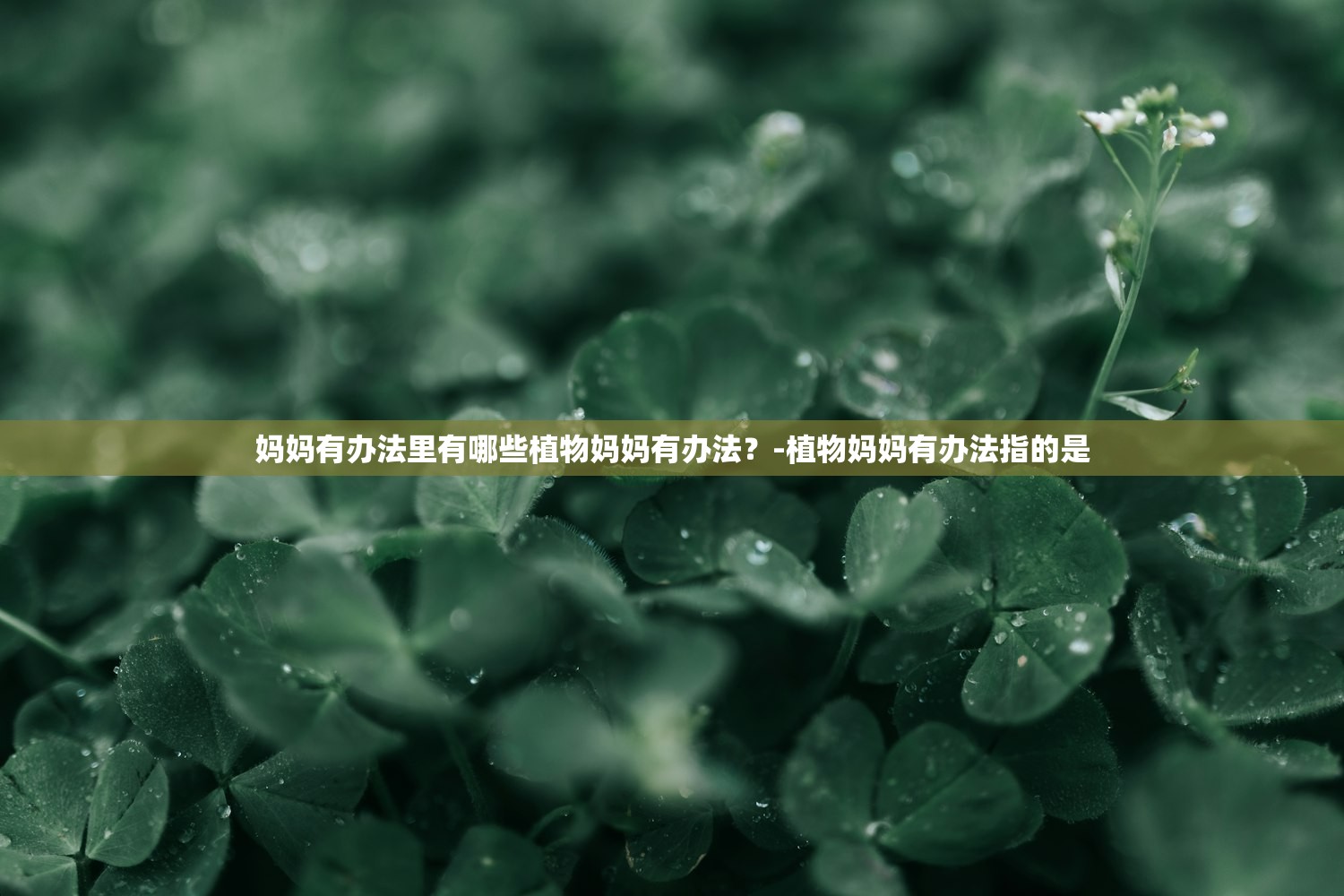 妈妈有办法里有哪些植物妈妈有办法？-植物妈妈有办法指的是
