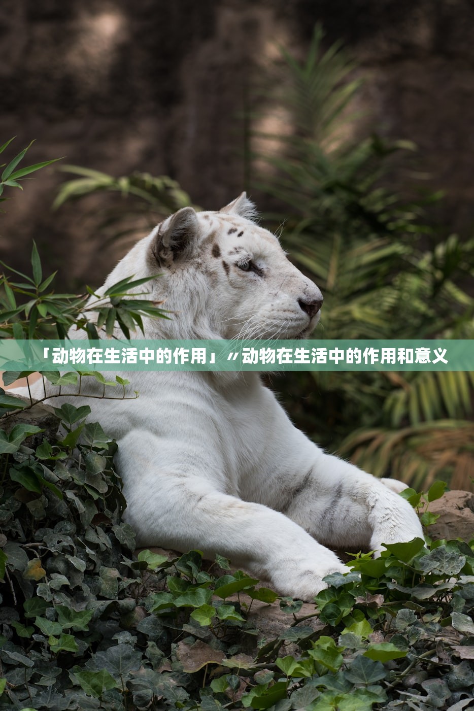 「动物在生活中的作用」〃动物在生活中的作用和意义