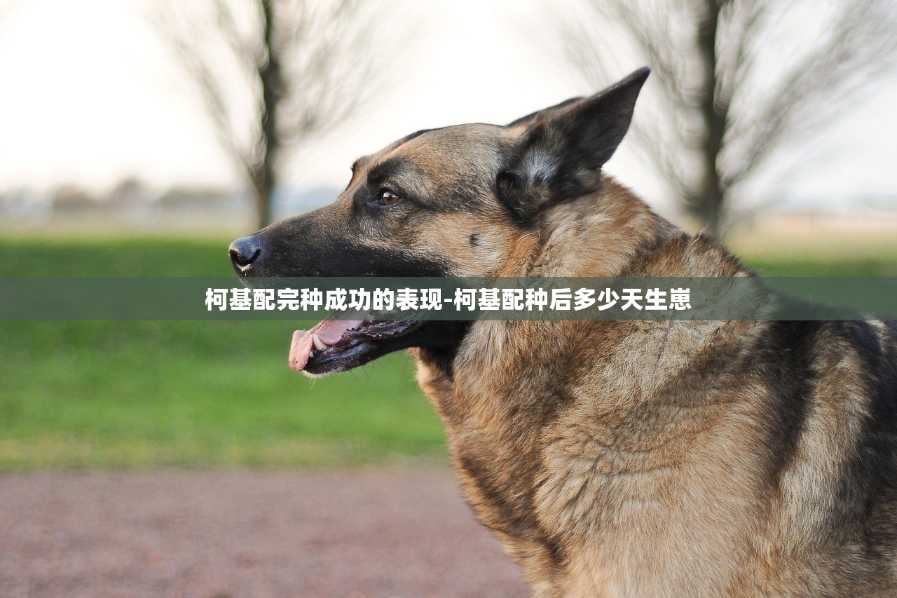 柯基配完种成功的表现-柯基配种后多少天生崽