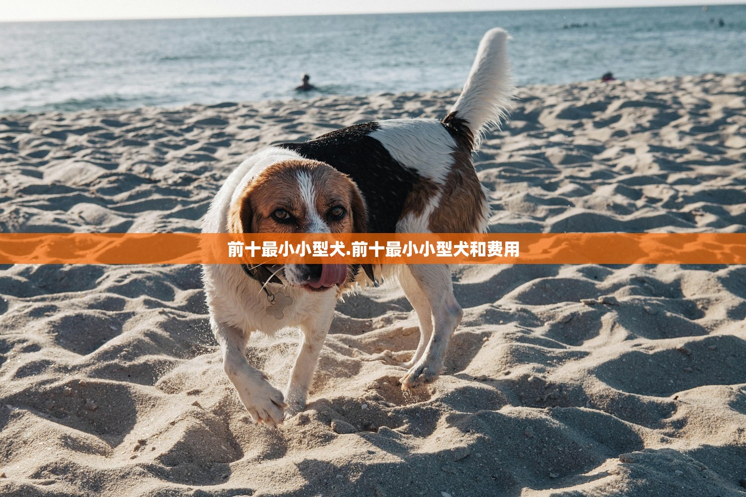 前十最小小型犬.前十最小小型犬和费用