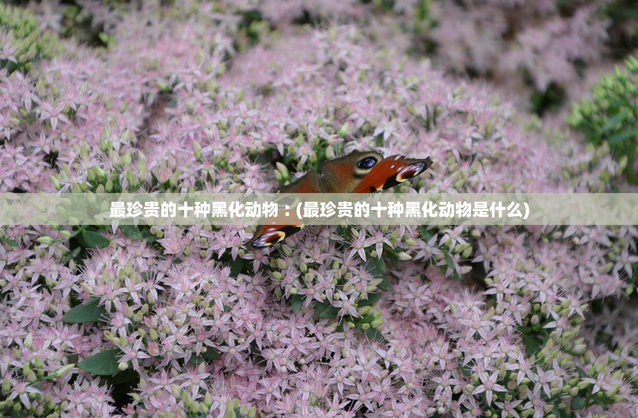 最珍贵的十种黑化动物︰(最珍贵的十种黑化动物是什么)