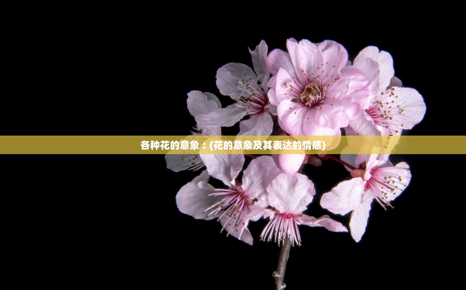 各种花的意象︰(花的意象及其表达的情感) 各种花的意象︰(花的意象及其表达的情感)