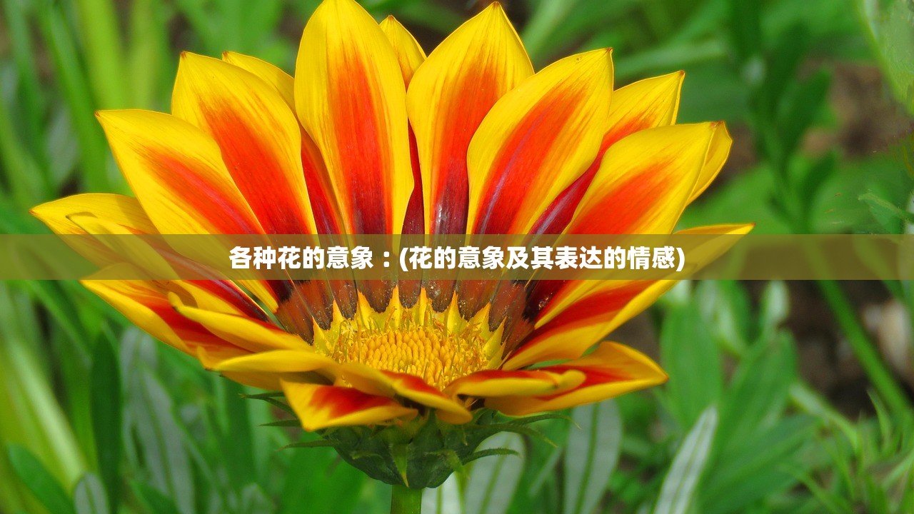 各种花的意象︰(花的意象及其表达的情感) 各种花的意象︰(花的意象及其表达的情感)