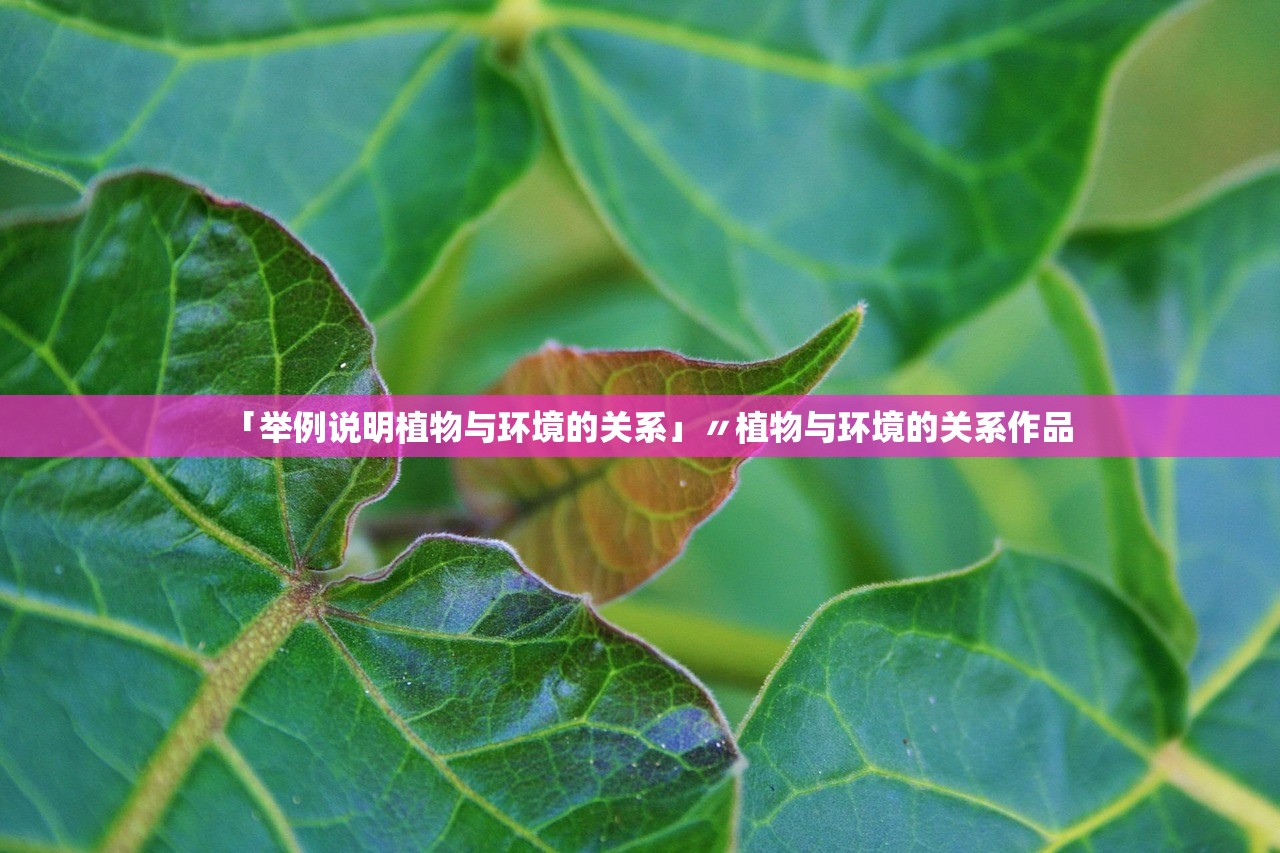 「举例说明植物与环境的关系」〃植物与环境的关系作品 「举例说明植物与环境的关系」〃植物与环境的关系作品
