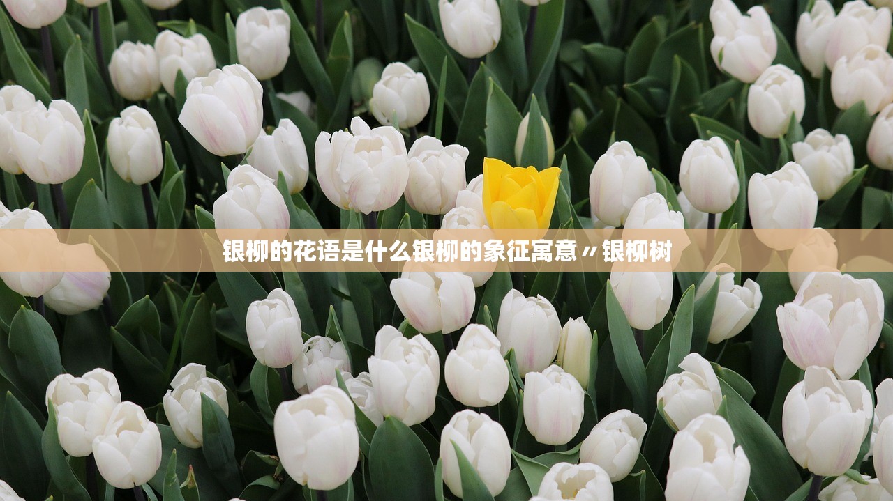银柳的花语是什么银柳的象征寓意〃银柳树