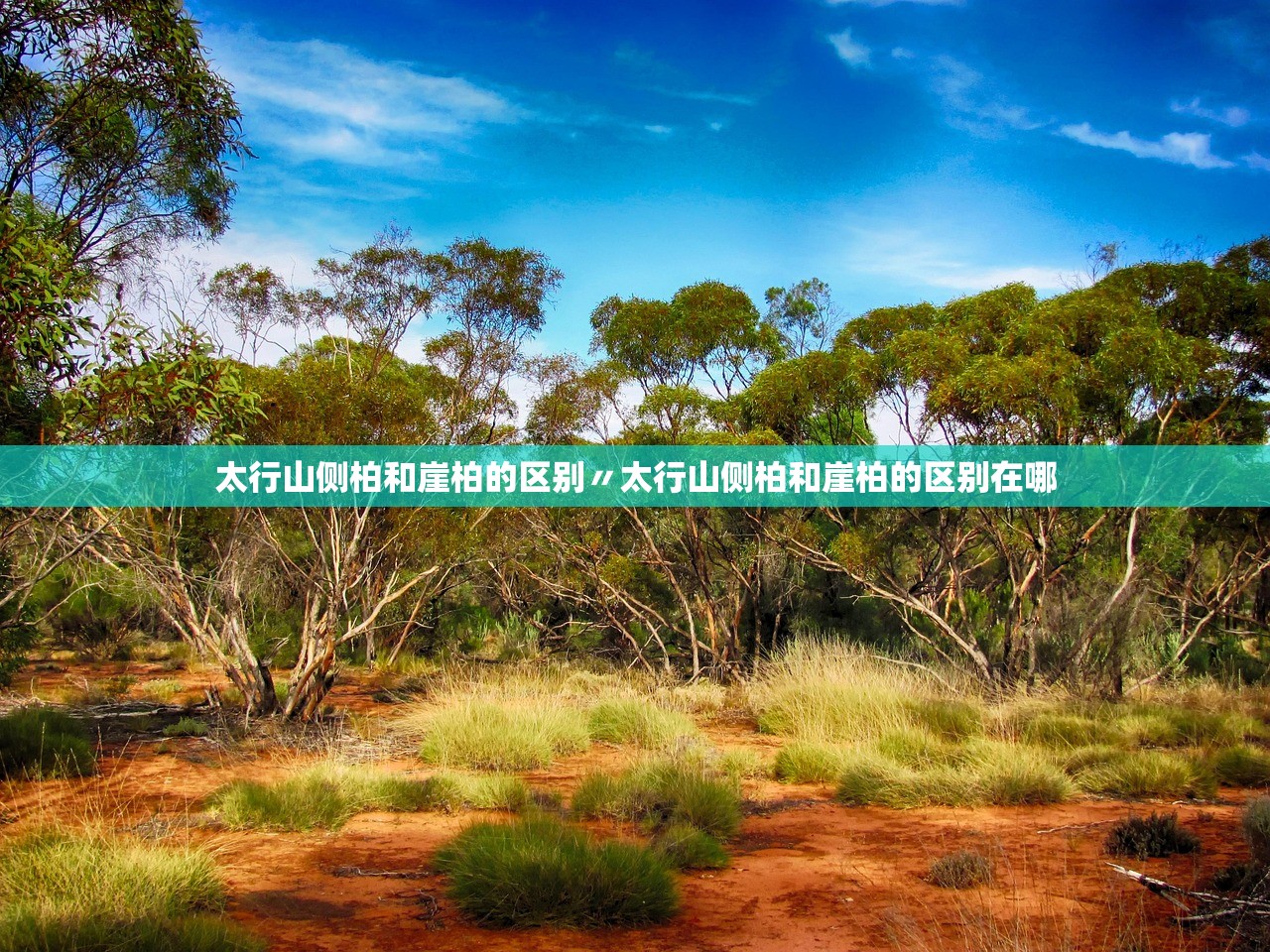 太行山侧柏和崖柏的区别〃太行山侧柏和崖柏的区别在哪 太行山侧柏和崖柏的区别〃太行山侧柏和崖柏的区别在哪