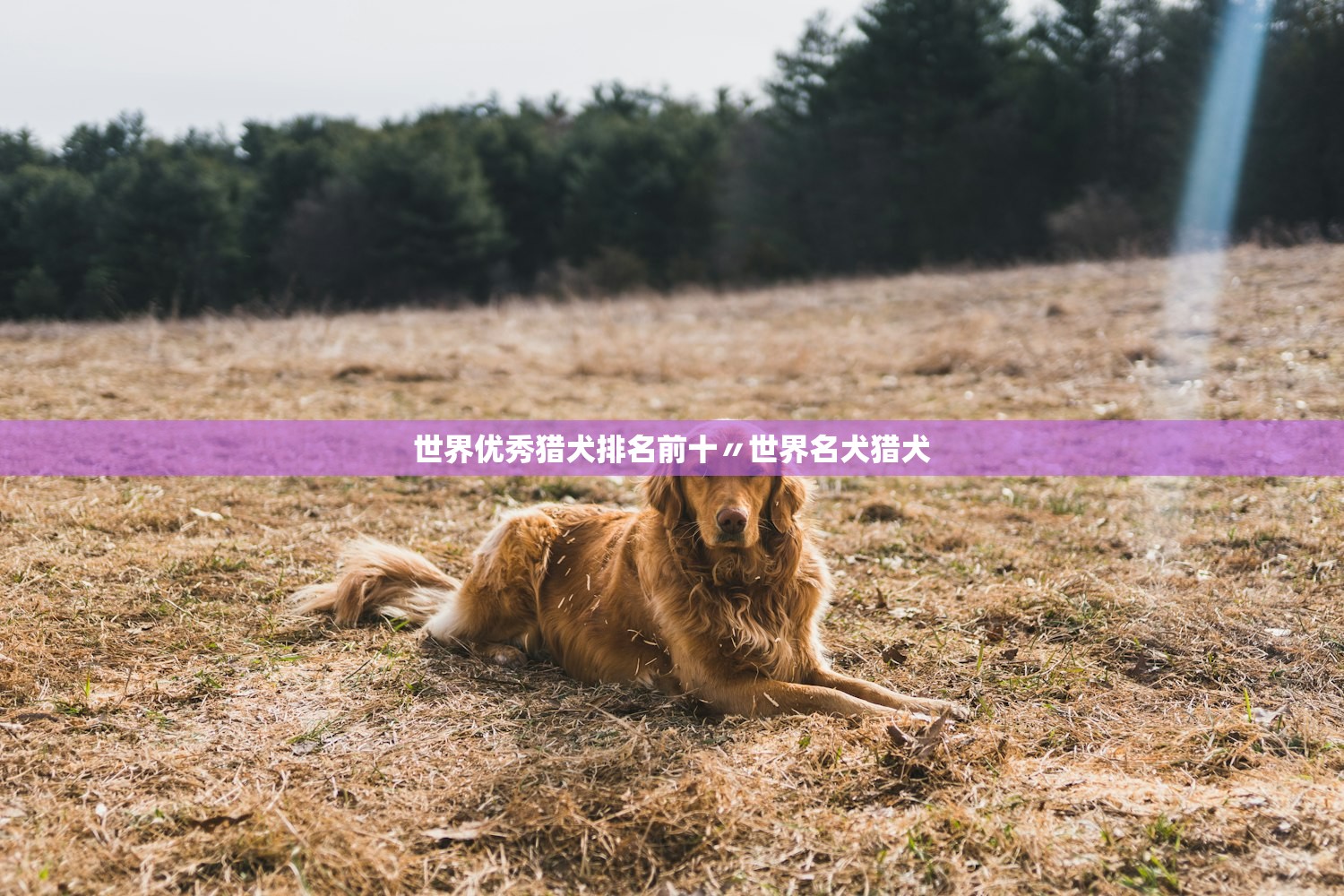 世界优秀猎犬排名前十〃世界名犬猎犬