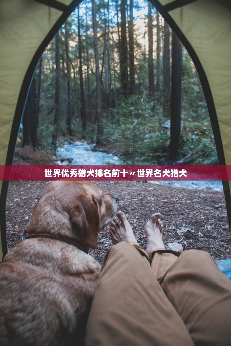 世界优秀猎犬排名前十〃世界名犬猎犬