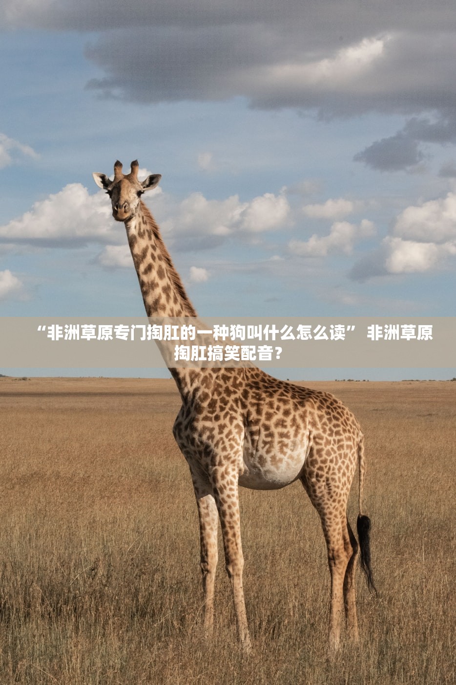 “非洲草原专门掏肛的一种狗叫什么怎么读” 非洲草原掏肛搞笑配音？