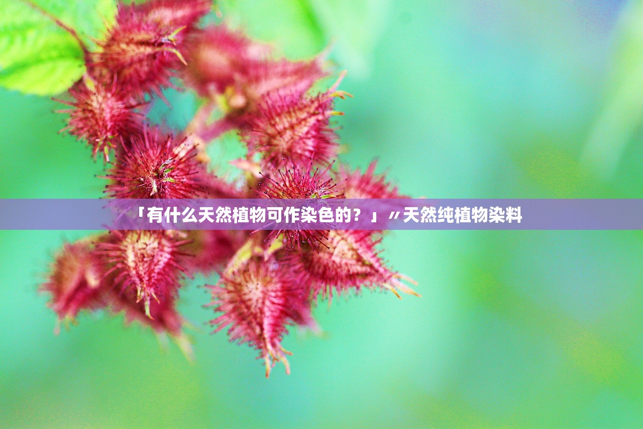「有什么天然植物可作染色的？」〃天然纯植物染料