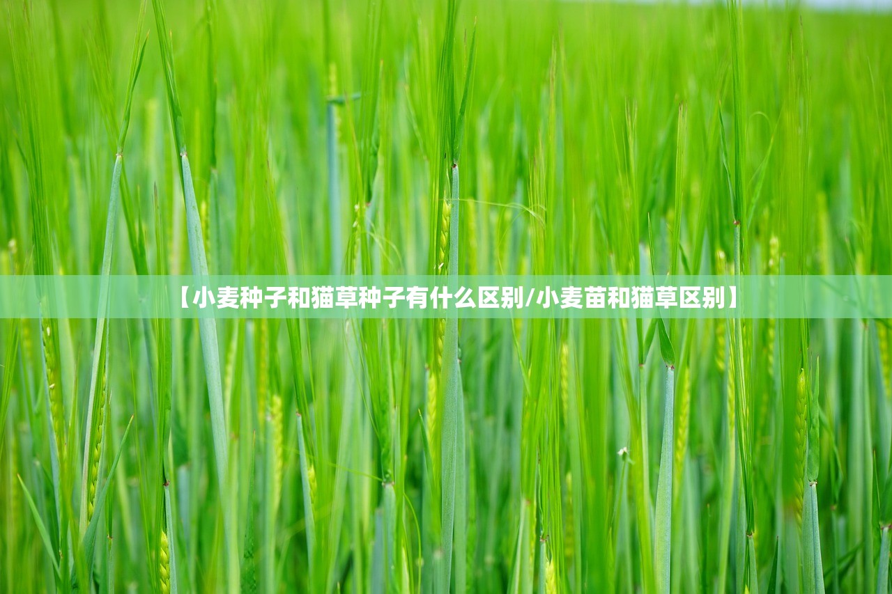 【小麦种子和猫草种子有什么区别/小麦苗和猫草区别】 【小麦种子和猫草种子有什么区别/小麦苗和猫草区别】