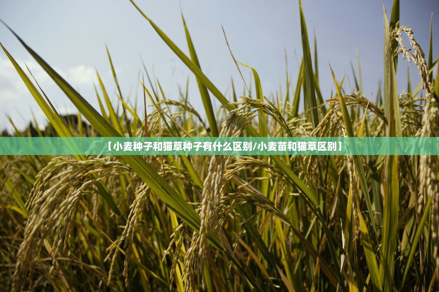 【小麦种子和猫草种子有什么区别/小麦苗和猫草区别】 【小麦种子和猫草种子有什么区别/小麦苗和猫草区别】