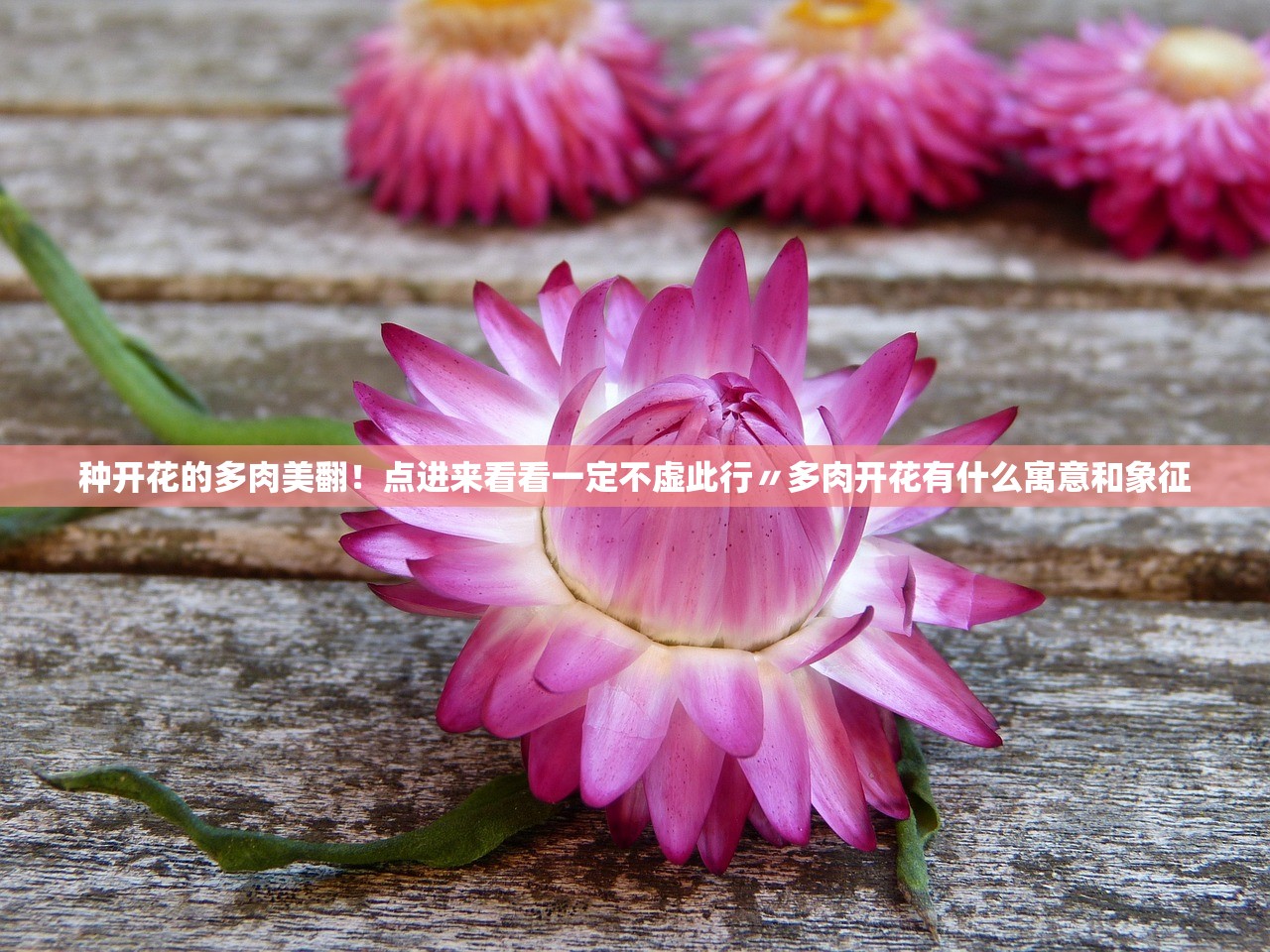 种开花的多肉美翻！点进来看看一定不虚此行〃多肉开花有什么寓意和象征