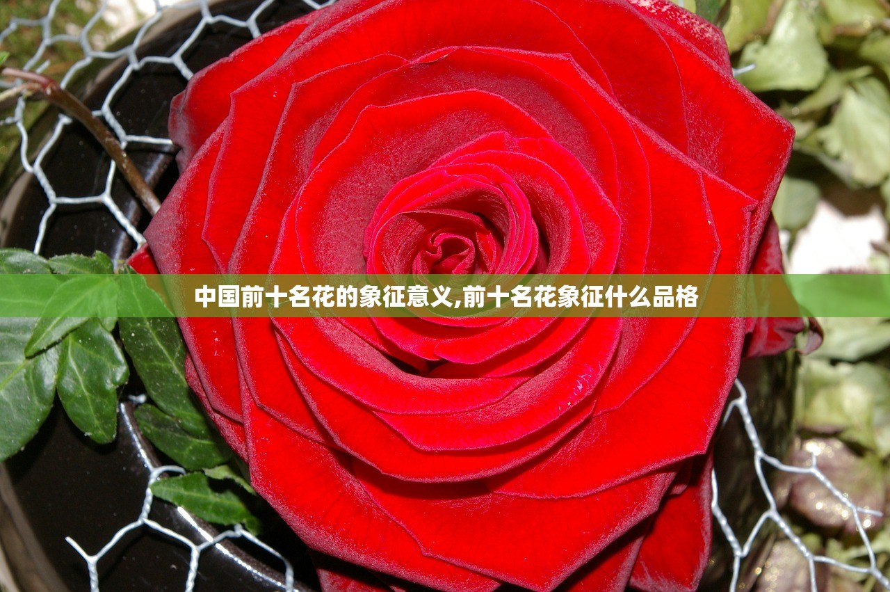 中国前十名花的象征意义,前十名花象征什么品格