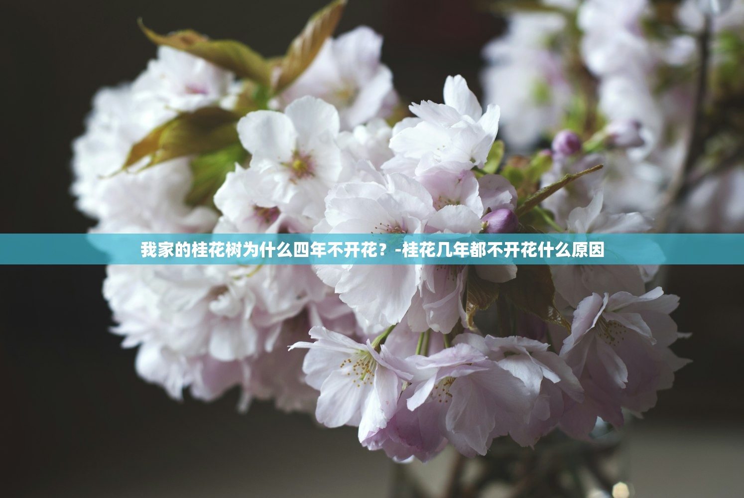 我家的桂花树为什么四年不开花？-桂花几年都不开花什么原因