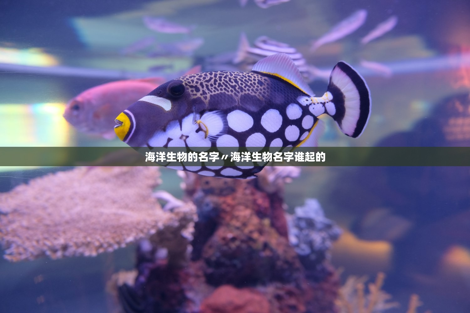 海洋生物的名字〃海洋生物名字谁起的