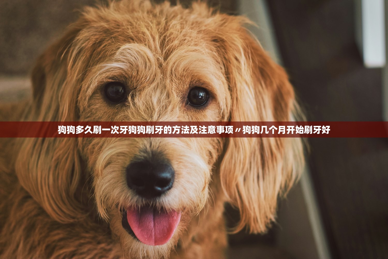狗狗多久刷一次牙狗狗刷牙的方法及注意事项〃狗狗几个月开始刷牙好 狗狗多久刷一次牙狗狗刷牙的方法及注意事项〃狗狗几个月开始刷牙好