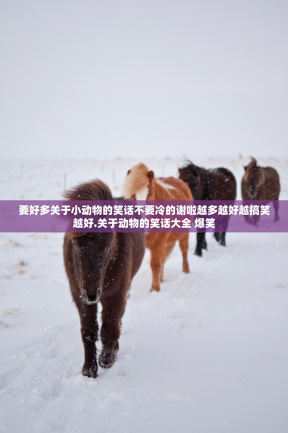 要好多关于小动物的笑话不要冷的谢啦越多越好越搞笑越好.关于动物的笑话大全 爆笑