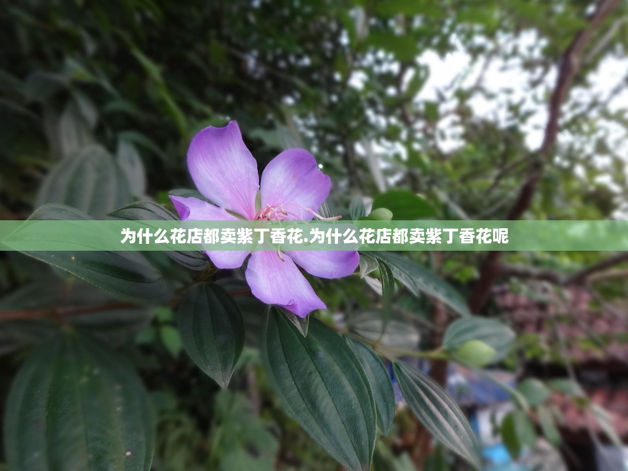 为什么花店都卖紫丁香花.为什么花店都卖紫丁香花呢