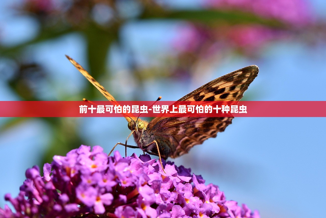 前十最可怕的昆虫-世界上最可怕的十种昆虫