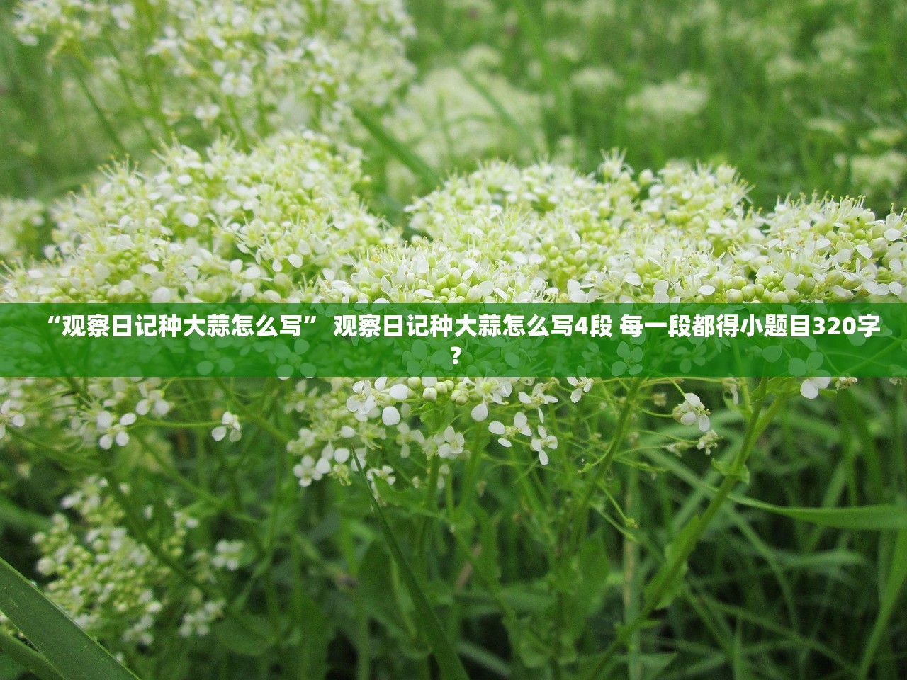 “观察日记种大蒜怎么写	” 观察日记种大蒜怎么写4段 每一段都得小题目320字？
