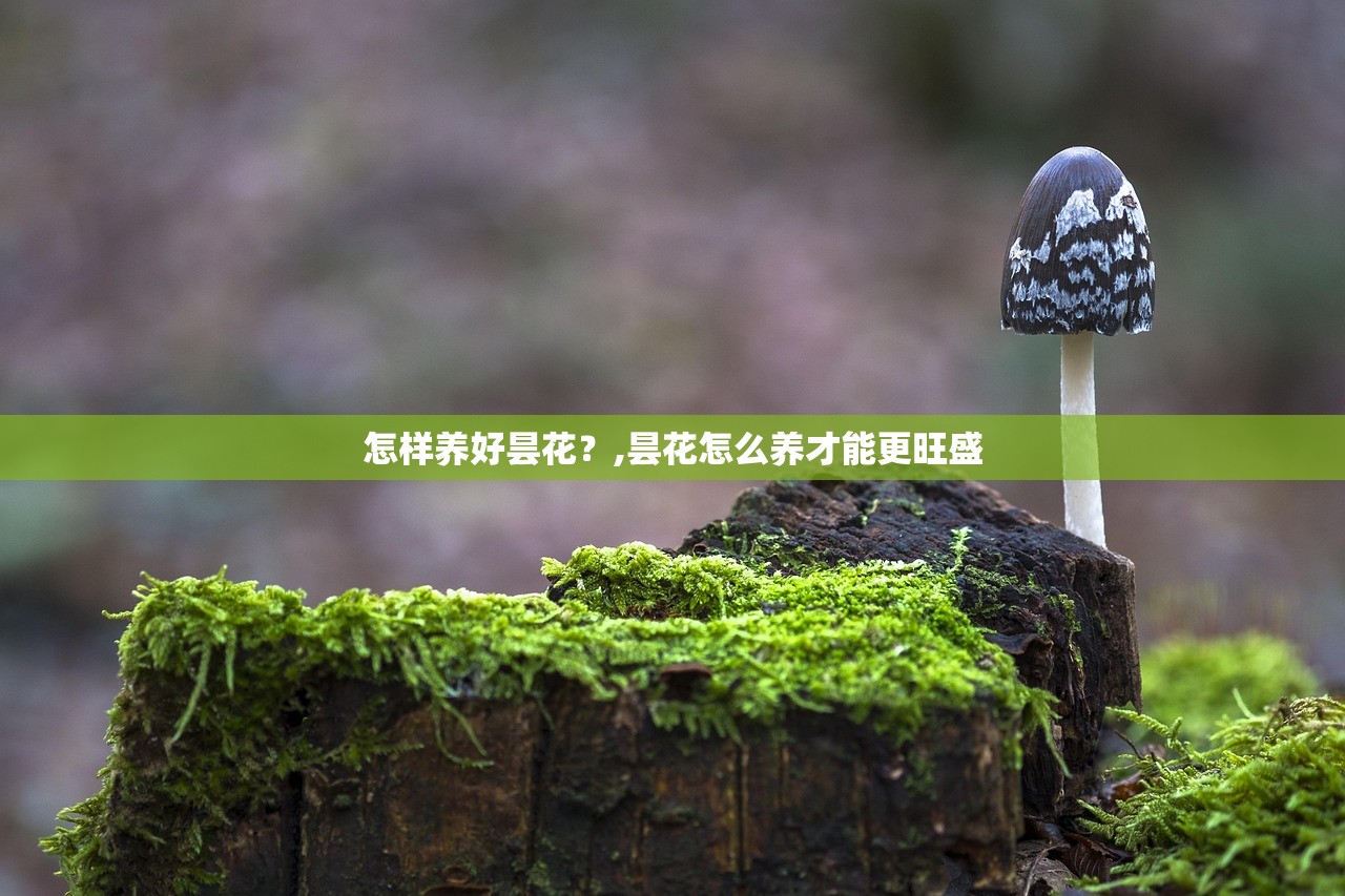 怎样养好昙花？,昙花怎么养才能更旺盛